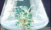ความเป็นมาของโครงการ